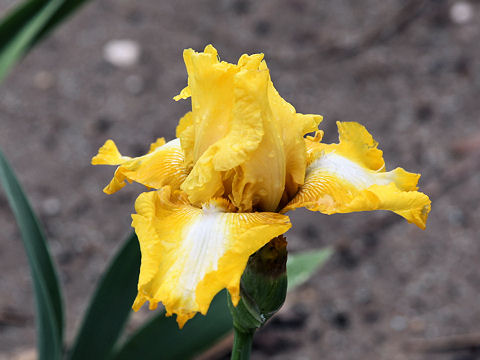 Iris cv.