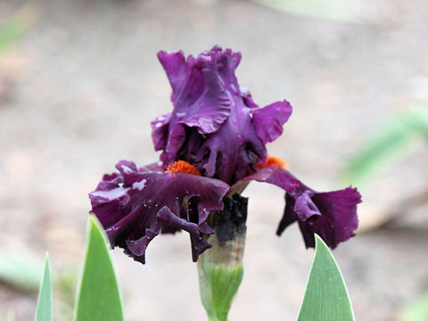 Iris cv.