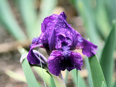 Iris cv.