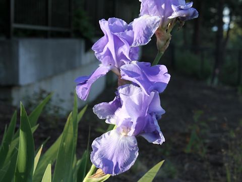 Iris cv.