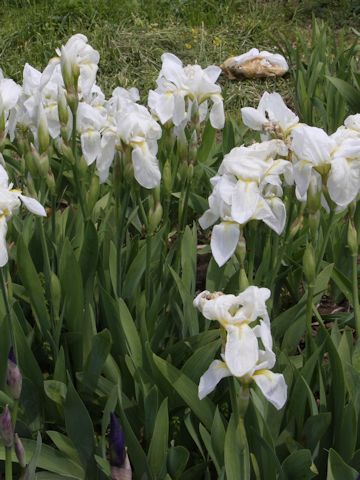 Iris cv.