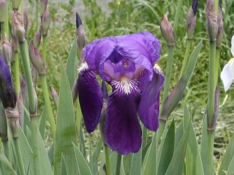 Iris cv.