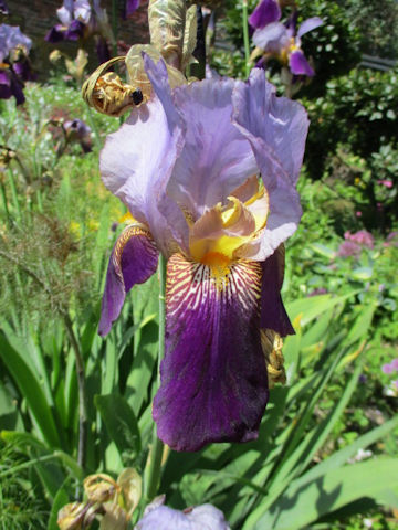 Iris cv.