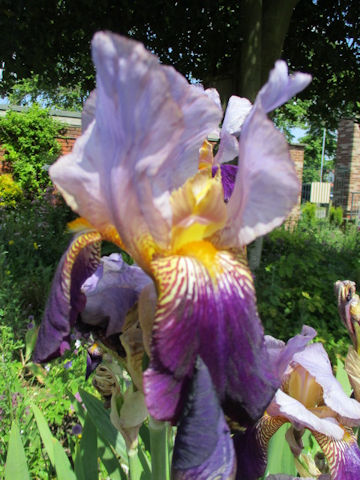 Iris cv.