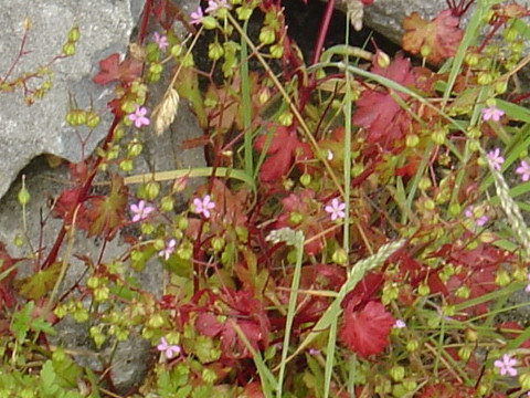 Geranium lucidum