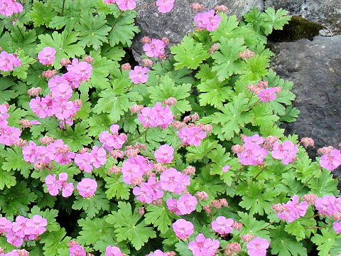 Geranium macrorrhizum