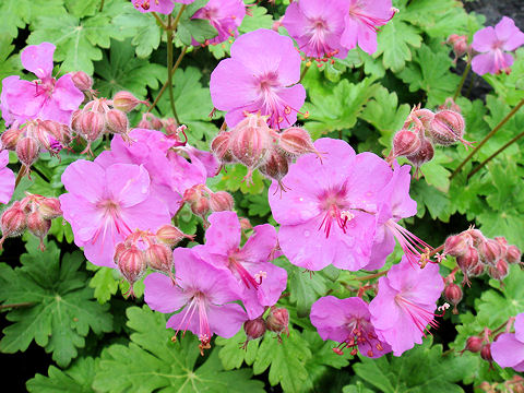 Geranium macrorrhizum