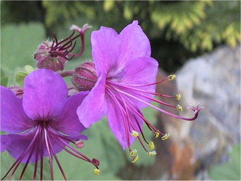 Geranium macrorrhizum