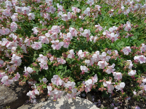 Geranium macrorrhizum