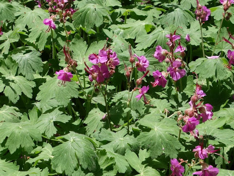 Geranium macrorrhizum