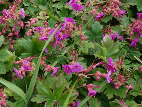 Geranium macrorrhizum