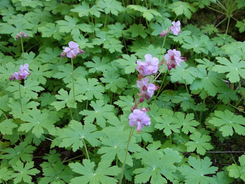 Geranium macrorrhizum