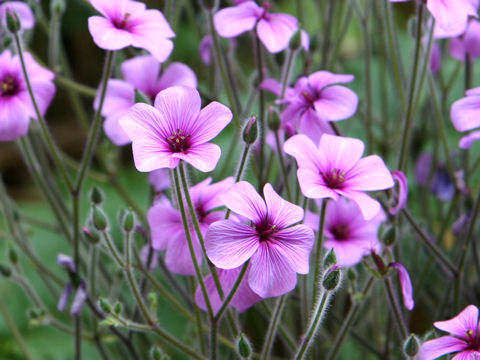 Geranium maderense