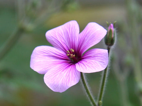 Geranium maderense