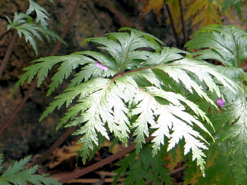 Geranium maderense