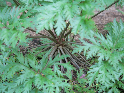 Geranium maderense