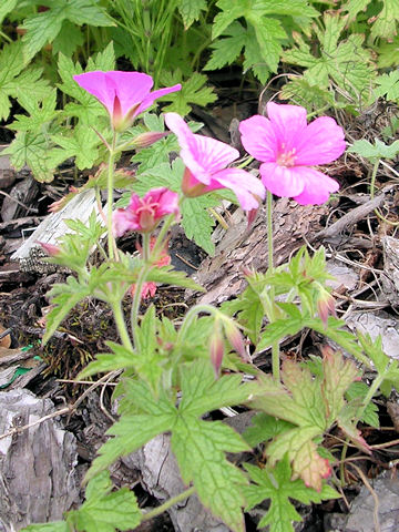 Geranium x oxonianum