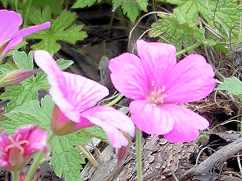 Geranium x oxonianum