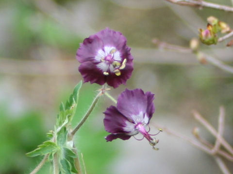 Geranium phaeum