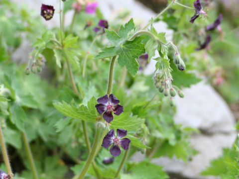 Geranium phaeum