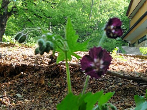 Geranium phaeum