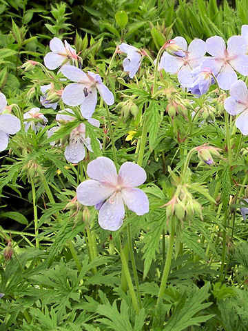 Geranium pratense