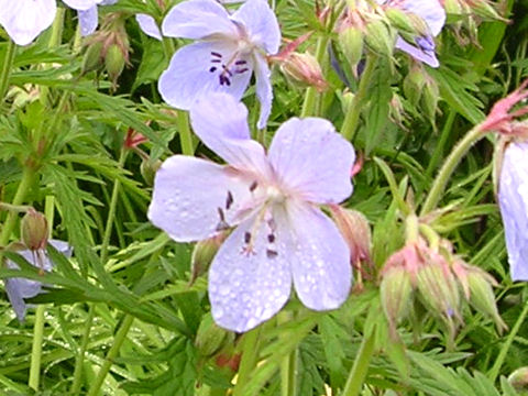 Geranium pratense