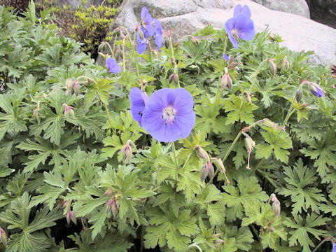 Geranium pratense