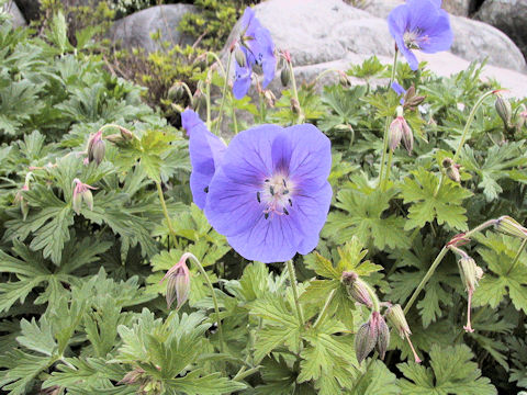 Geranium pratense