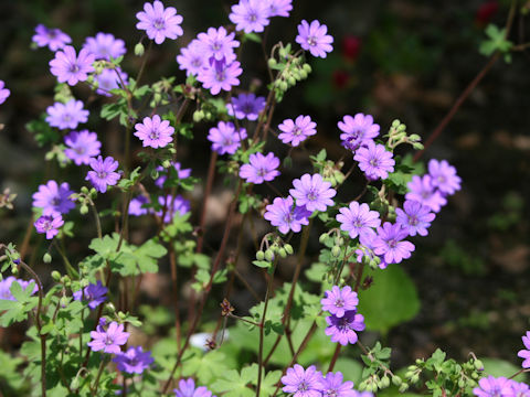 Geranium pyrenaicum