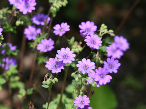 Geranium pyrenaicum