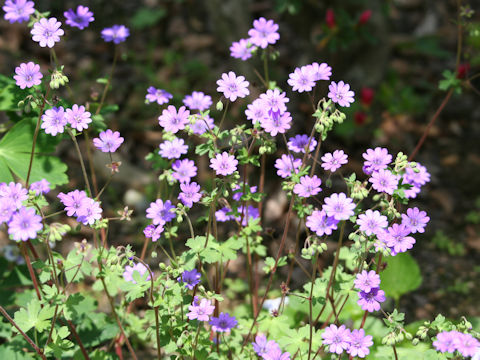 Geranium pyrenaicum