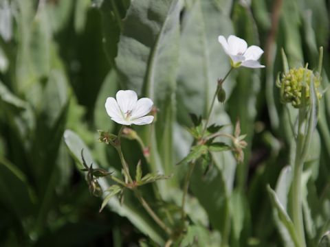 Geranium richardsonii