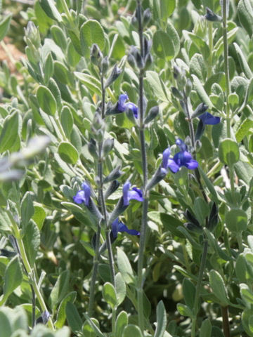 Salvia chamaedryoides