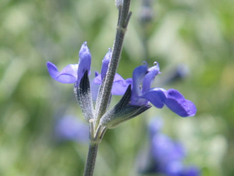 Salvia chamaedryoides