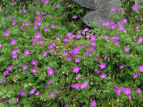 Geranium sanguineum