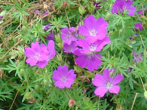 Geranium sanguineum