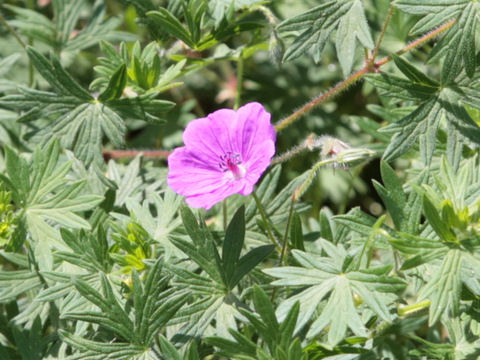 Geranium sanguineum