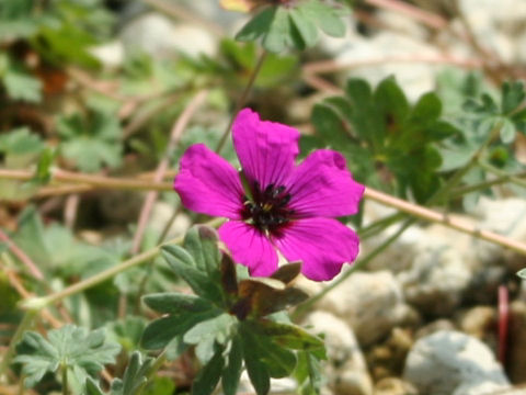 Geranium sanguineum