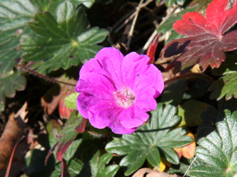 Geranium sanguineum