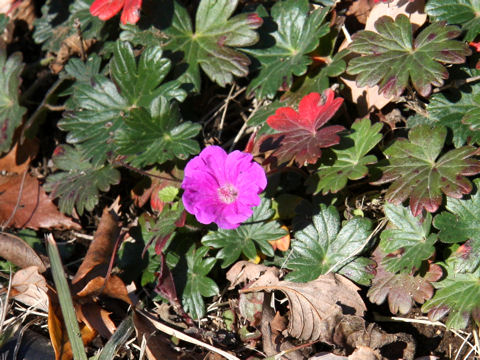 Geranium sanguineum