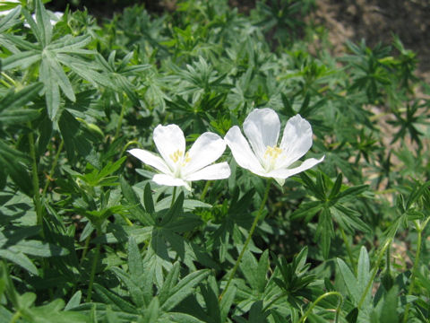 Geranium sanguineum cv. Album