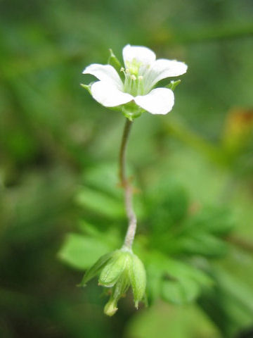 Geranium solanderi