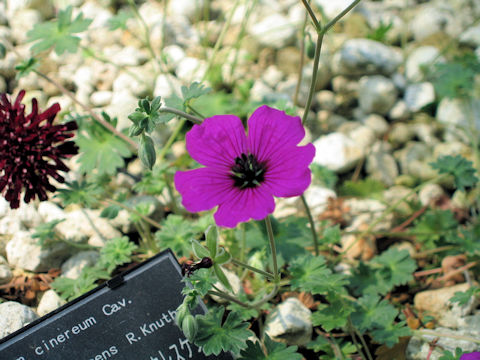 Geranium cinereum var. subcaulescens