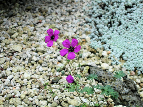 Geranium cinereum var. subcaulescens