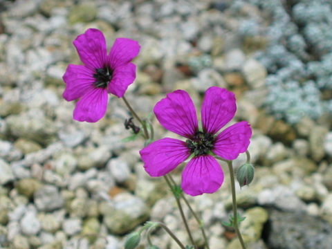 Geranium cinereum var. subcaulescens