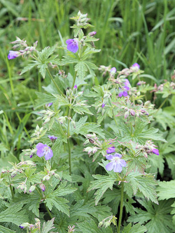 Geranium sylvaticum