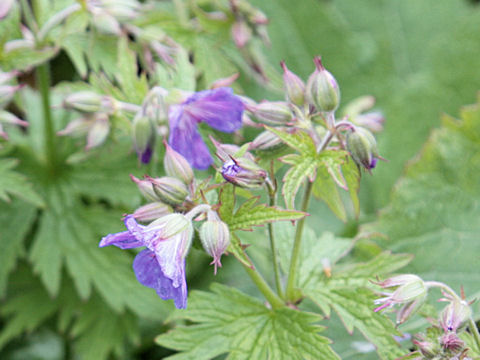 Geranium sylvaticum