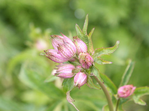 Geranium sylvaticum