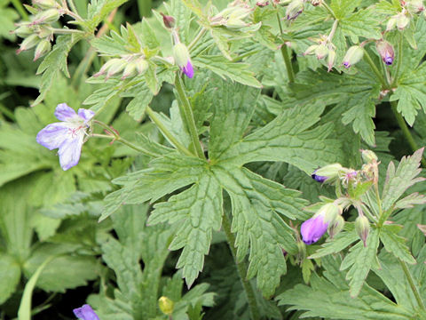 Geranium sylvaticum